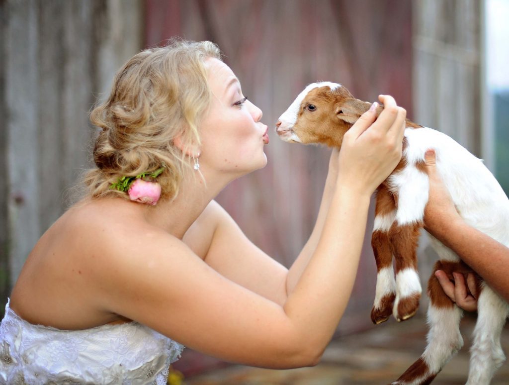 bride kissing goat